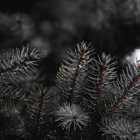 Πίνακας σε Καμβά RUSTIC FARMHOUSE PINE LEAVES 2 -  Sticky 5