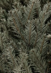 Πίνακας σε Καμβά RUSTIC FARMHOUSE PINE LEAVES