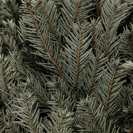 Πίνακας σε Καμβά RUSTIC FARMHOUSE PINE LEAVES -  Sticky 5