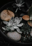 Πίνακας σε Καμβά RUSTIC FARMHOUSE PLANTS
