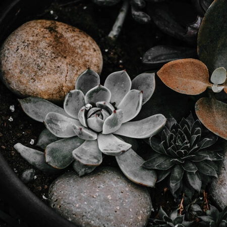Πίνακας σε Καμβά RUSTIC FARMHOUSE PLANTS -  Sticky 5