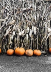 Πίνακας σε Καμβά RUSTIC FARMHOUSE PUMPKINS 5
