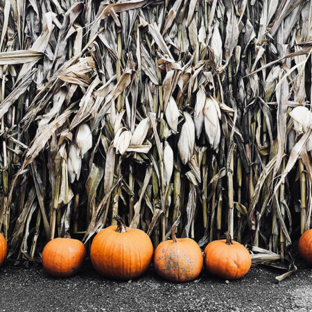 Πίνακας σε Καμβά RUSTIC FARMHOUSE PUMPKINS 5 -  Sticky 5