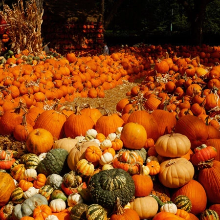 Πίνακας σε Καμβά RUSTIC FARMHOUSE PUMPKINS 6 -  Sticky 5