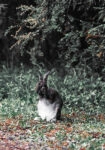 Πίνακας σε Καμβά RUSTIC FARMHOUSE RABBIT 2