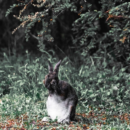 Πίνακας σε Καμβά RUSTIC FARMHOUSE RABBIT 2 -  Sticky 5