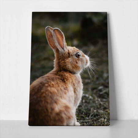 Πίνακας σε Καμβά RUSTIC FARMHOUSE RABBIT 3 - 