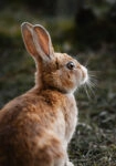 Πίνακας σε Καμβά RUSTIC FARMHOUSE RABBIT 3