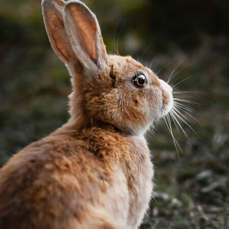 Πίνακας σε Καμβά RUSTIC FARMHOUSE RABBIT 3 -  Sticky 5