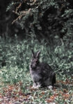 Πίνακας σε Καμβά RUSTIC FARMHOUSE RABBIT