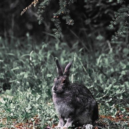 Πίνακας σε Καμβά RUSTIC FARMHOUSE RABBIT -  Sticky 5