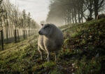 Πίνακας σε Καμβά RUSTIC FARMHOUSE SHEEP 2
