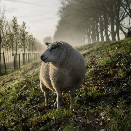 Πίνακας σε Καμβά RUSTIC FARMHOUSE SHEEP 2 -  Sticky 5