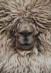 Πίνακας σε Καμβά RUSTIC FARMHOUSE SHEEP