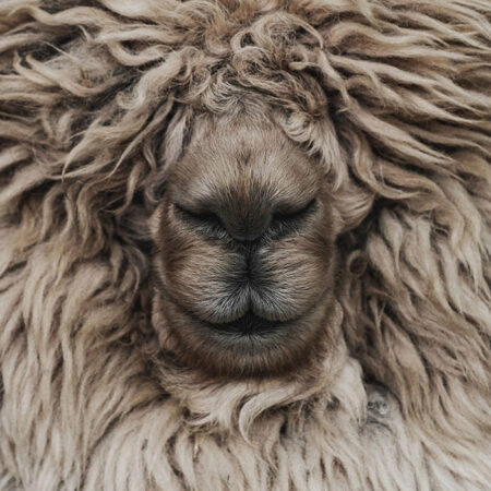Πίνακας σε Καμβά RUSTIC FARMHOUSE SHEEP -  Sticky 5