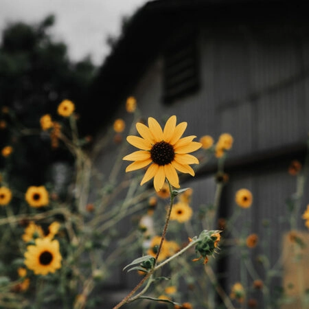Πίνακας σε Καμβά RUSTIC FARMHOUSE SUNFLOWERS 2 -  Sticky 5