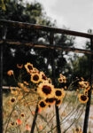 Πίνακας σε Καμβά RUSTIC FARMHOUSE SUNFLOWERS 3