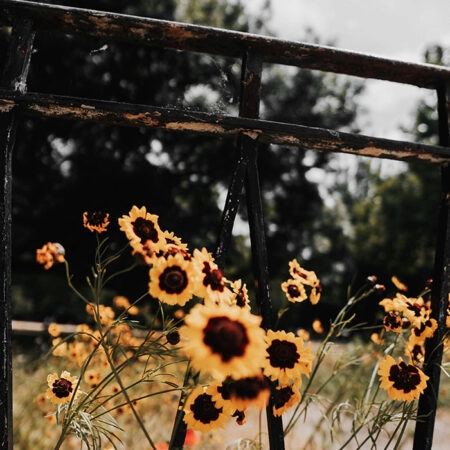 Πίνακας σε Καμβά RUSTIC FARMHOUSE SUNFLOWERS 3 -  Sticky 5