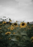 Πίνακας σε Καμβά RUSTIC FARMHOUSE SUNFLOWERS 4