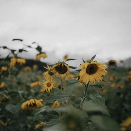 Πίνακας σε Καμβά RUSTIC FARMHOUSE SUNFLOWERS 4 -  Sticky 5