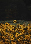 Πίνακας σε Καμβά RUSTIC FARMHOUSE SUNFLOWERS 5