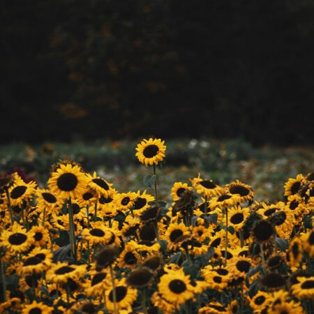 Πίνακας σε Καμβά RUSTIC FARMHOUSE SUNFLOWERS 5 -  Sticky 5