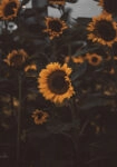 Πίνακας σε Καμβά RUSTIC FARMHOUSE SUNFLOWERS 6