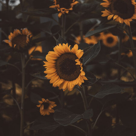 Πίνακας σε Καμβά RUSTIC FARMHOUSE SUNFLOWERS 6 -  Sticky 5
