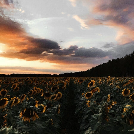 Πίνακας σε Καμβά RUSTIC FARMHOUSE SUNFLOWERS -  Sticky 5