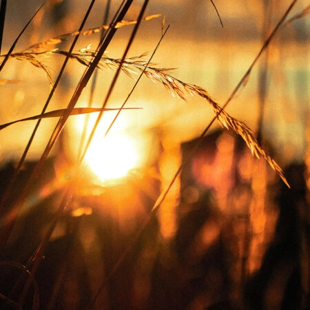Πίνακας σε Καμβά RUSTIC FARMHOUSE SUNSET -  Sticky 5