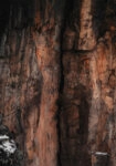 Πίνακας σε Καμβά RUSTIC FARMHOUSE TREE BARK 3