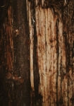 Πίνακας σε Καμβά RUSTIC FARMHOUSE TREE BARK 4