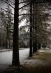 Πίνακας σε Καμβά RUSTIC FARMHOUSE TREE PATH