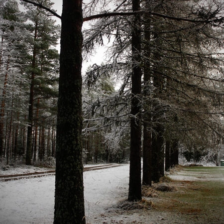 Πίνακας σε Καμβά RUSTIC FARMHOUSE TREE PATH -  Sticky 5