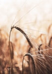 Πίνακας σε Καμβά RUSTIC FARMHOUSE WHEAT 2