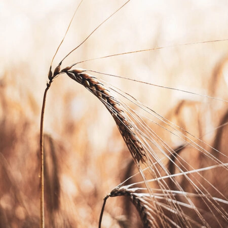 Πίνακας σε Καμβά RUSTIC FARMHOUSE WHEAT 2 -  Sticky 5
