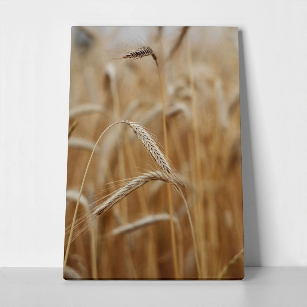 Πίνακας σε Καμβά RUSTIC FARMHOUSE WHEAT 4