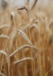 Πίνακας σε Καμβά RUSTIC FARMHOUSE WHEAT 4