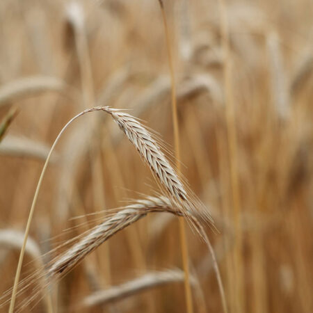 Πίνακας σε Καμβά RUSTIC FARMHOUSE WHEAT 4 -  Sticky 5