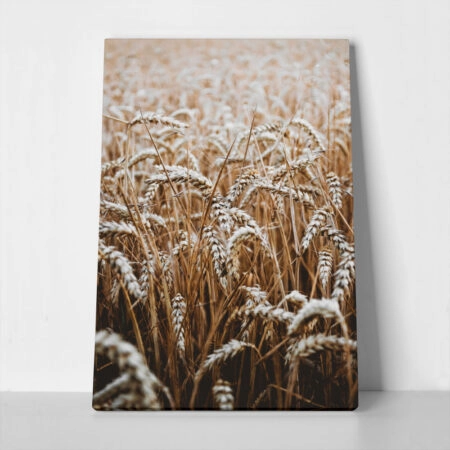 Πίνακας σε Καμβά RUSTIC FARMHOUSE WHEAT 5 - 