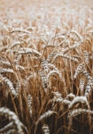 Πίνακας σε Καμβά RUSTIC FARMHOUSE WHEAT 5