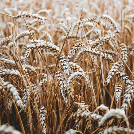 Πίνακας σε Καμβά RUSTIC FARMHOUSE WHEAT 5 -  Sticky 5