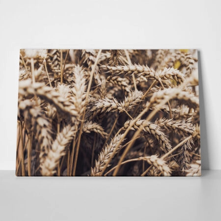 Πίνακας σε Καμβά RUSTIC FARMHOUSE WHEAT 6 - 