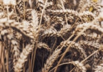 Πίνακας σε Καμβά RUSTIC FARMHOUSE WHEAT 6