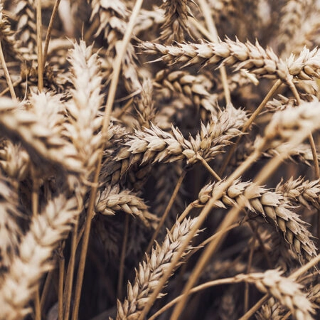 Πίνακας σε Καμβά RUSTIC FARMHOUSE WHEAT 6 -  Sticky 5