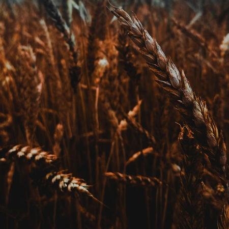 Πίνακας σε Καμβά RUSTIC FARMHOUSE WHEAT FIELD 10 -  Sticky 5