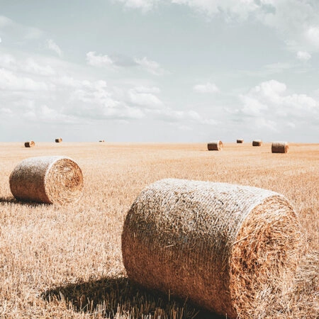 Πίνακας σε Καμβά RUSTIC FARMHOUSE WHEAT FIELD 2 -  Sticky 5