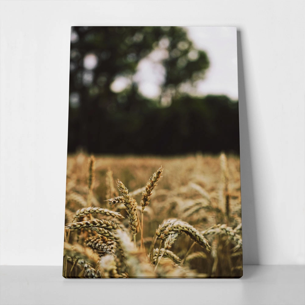 Πίνακας σε Καμβά RUSTIC FARMHOUSE WHEAT FIELD 5
