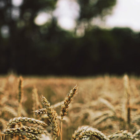 Πίνακας σε Καμβά RUSTIC FARMHOUSE WHEAT FIELD 5 -  Sticky 5