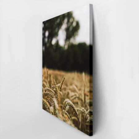 Πίνακας σε Καμβά RUSTIC FARMHOUSE WHEAT FIELD 5 -  Sticky 2